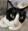 adoptable Cat in Sicklerville, NJ named Audrina