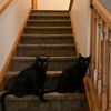 adoptable Cat in Sicklerville, NJ named Ben and Spooky