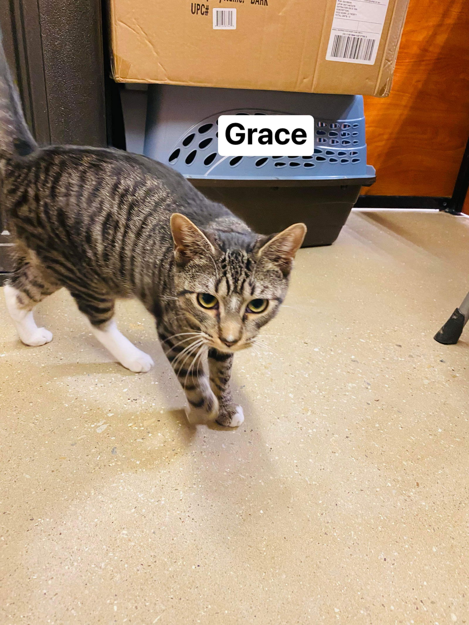 adoptable Cat in Sicklerville, NJ named Grace