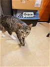 adoptable Cat in , NJ named Grace