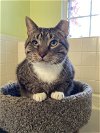 adoptable Cat in sicklerville, NJ named Maverick