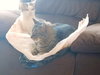 Pixie - Photo 3