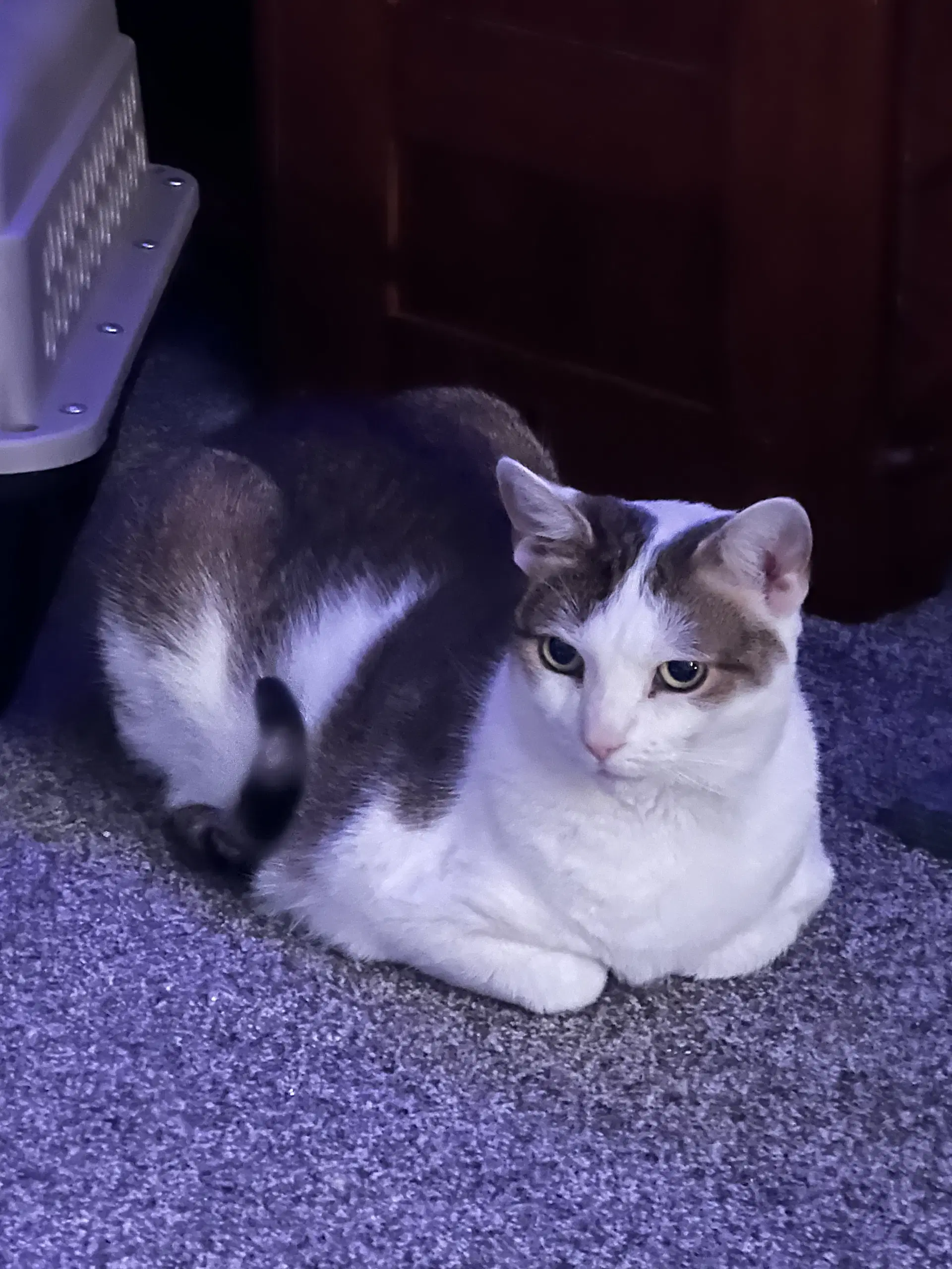 Pixie - Domestic Short Hair