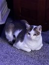 adoptable Cat in sicklerville, NJ named Pixie