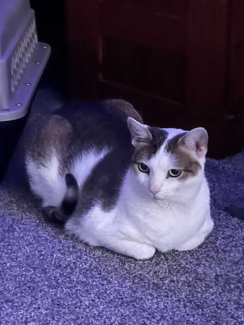 picture of the cat needing adoption