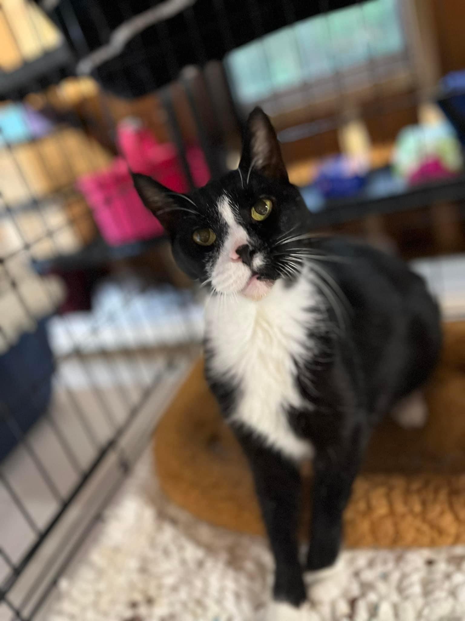 adoptable Cat in Sicklerville, NJ named James Bond