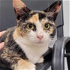 adoptable Cat in sicklerville, nj, NJ named Possum