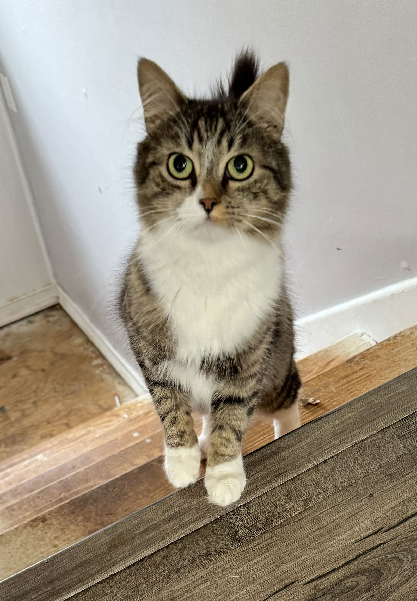 adoptable Cat in Sicklerville, NJ named Devyn