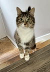 adoptable Cat in Sicklerville, NJ named Devyn