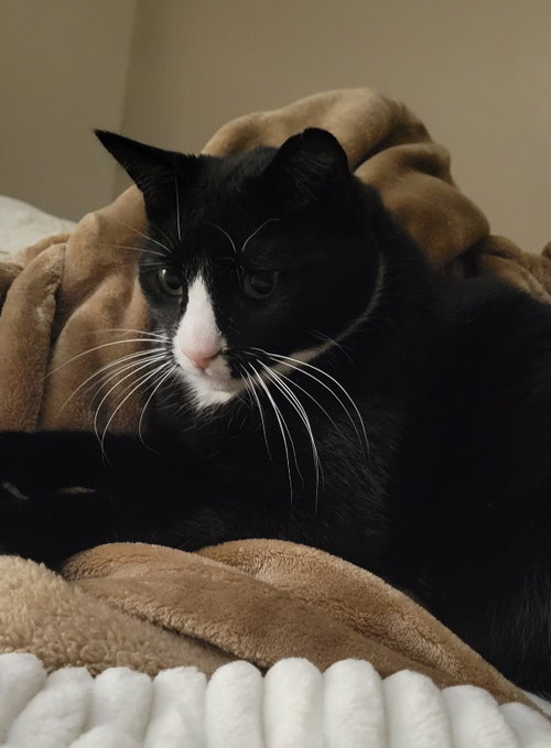 ZIGGY - Domestic Short Hair available for adoption