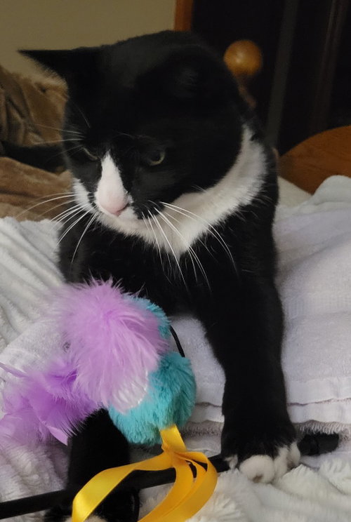 ZIGGY - Domestic Short Hair available for adoption