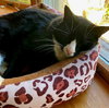 Ziggy - Photo 3
