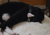 Ziggy - Photo 4