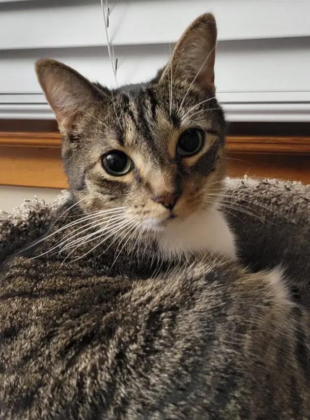 Jonah - Domestic Short Hair
