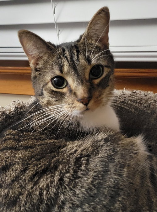JONAH - Domestic Short Hair available for adoption