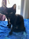 adoptable Cat in , NJ named Spritz