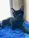 adoptable Cat in sicklerville, NJ named Coors