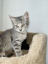 adoptable Cat in sicklerville, NJ named Jade