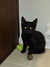 adoptable Cat in sicklerville, NJ named Coal