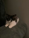adoptable Cat in sicklerville, NJ named Bruno