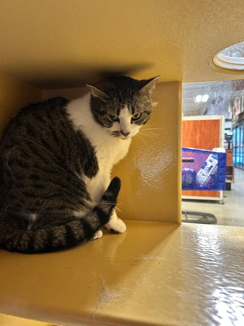 picture of the cat needing adoption