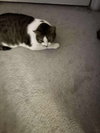 Biscuit - Photo 2