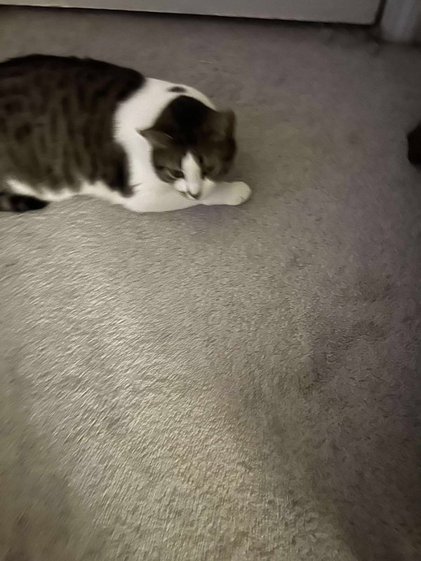 Biscuit