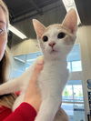 adoptable Cat in sicklerville, NJ named Creamsicle