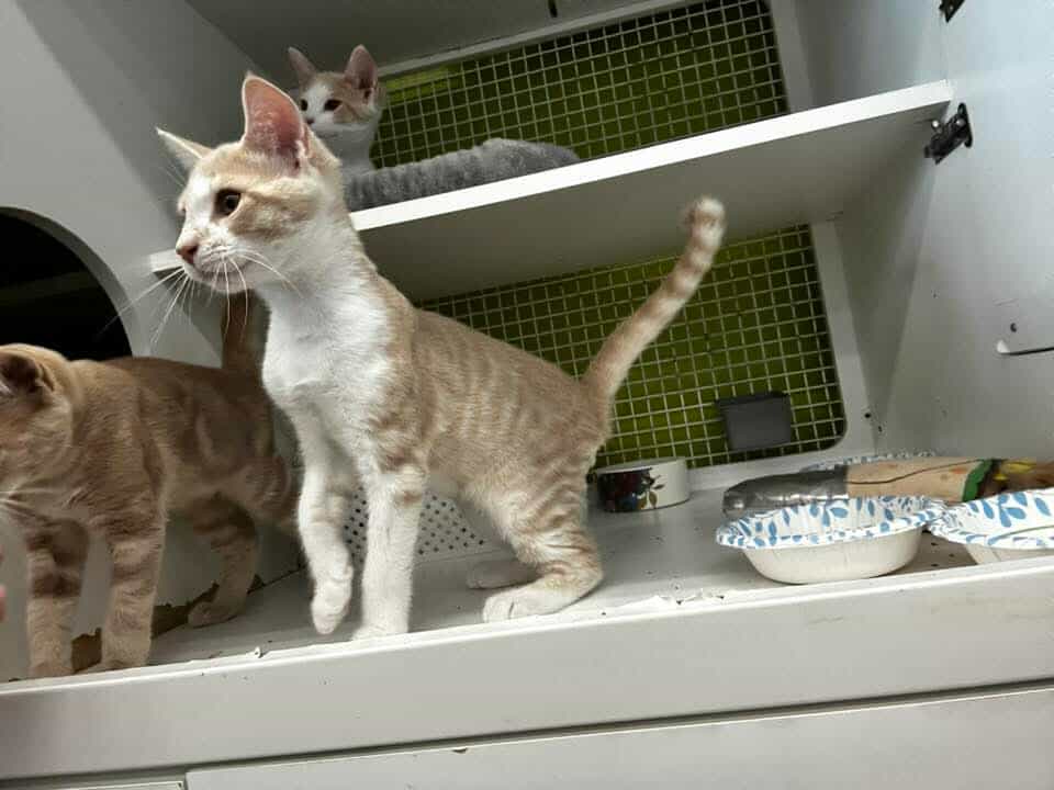 adoptable Cat in Sicklerville, NJ named Brutus