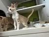 adoptable Cat in sicklerville, NJ named Brutus