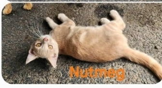 adoptable Cat in Sicklerville, NJ named Nutmeg