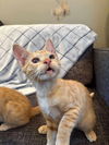 adoptable Cat in sicklerville, NJ named Dave Tomas
