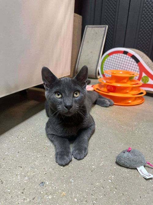picture of the cat needing adoption