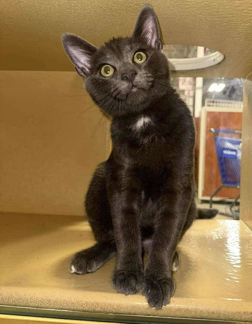 picture of the cat needing adoption