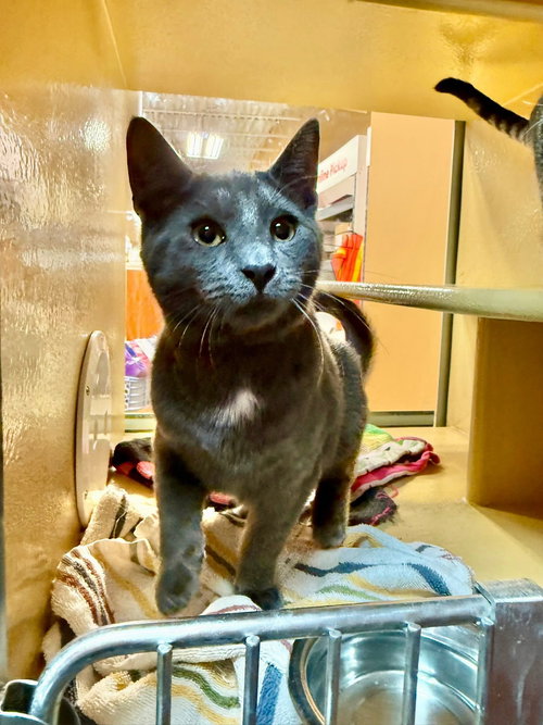 THOMAS - Domestic Short Hair available for adoption