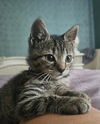 adoptable Cat in sicklerville, NJ named Bean