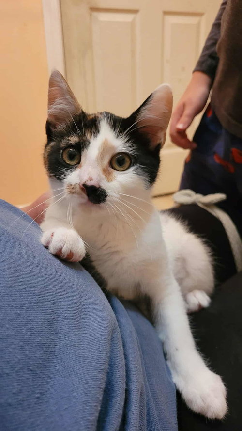 picture of the cat needing adoption