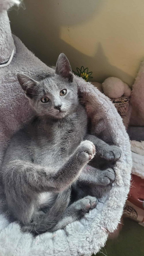 PHILIP - Domestic Short Hair available for adoption