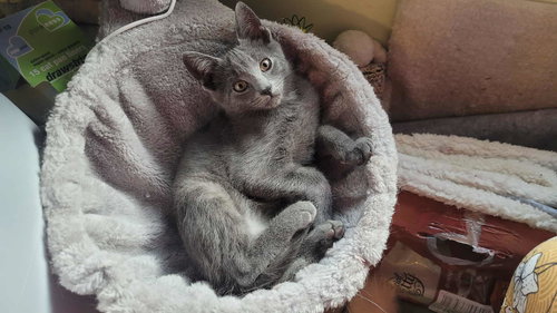 PHILIP - Domestic Short Hair available for adoption