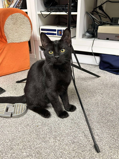 picture of the cat needing adoption
