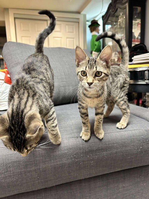 picture of the cat needing adoption