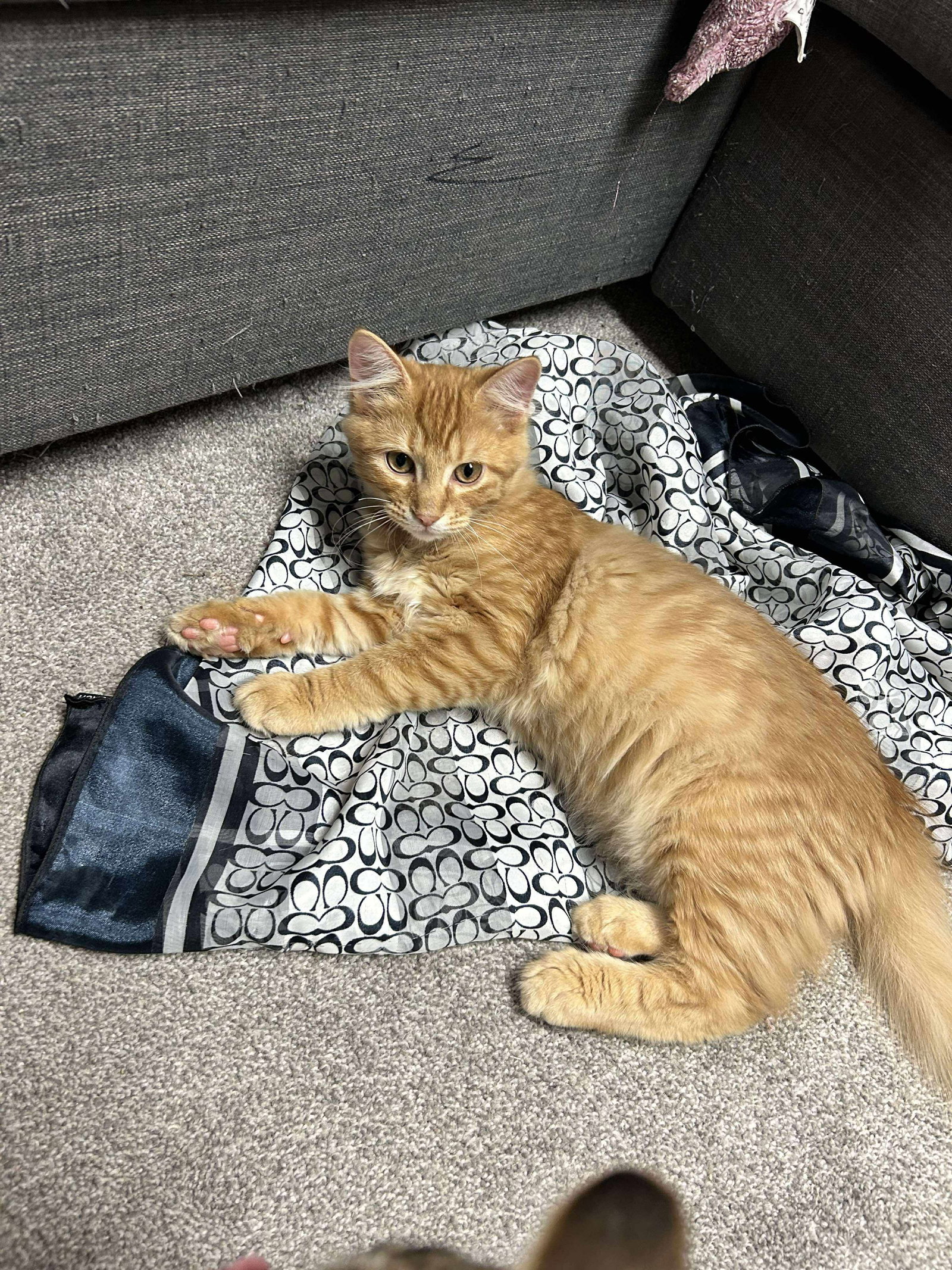 Garfield
