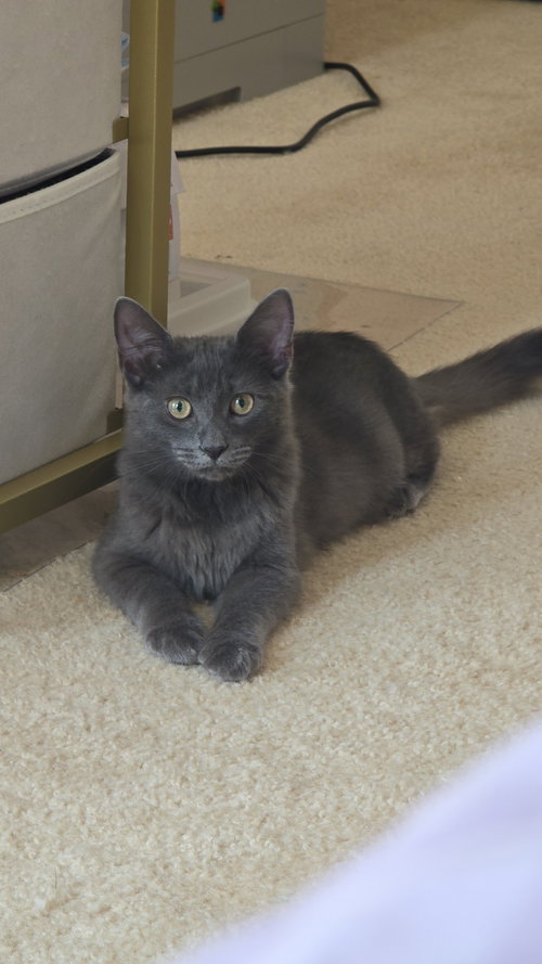RALPH - Domestic Medium Hair available for adoption