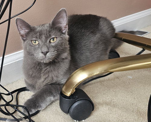 RALPH - Domestic Medium Hair available for adoption