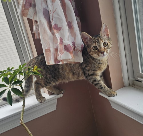 picture of the cat needing adoption