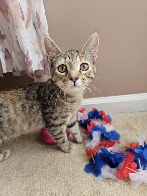 PUMPKIN - Domestic Short Hair available for adoption