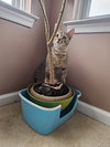 Pumpkin - Photo 4