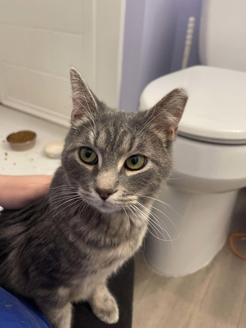 SILVER - Domestic Short Hair available for adoption