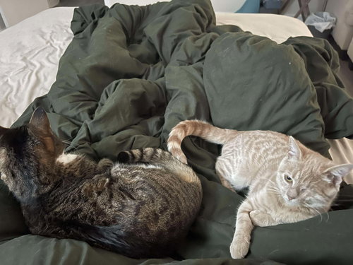 SILVER - Domestic Short Hair available for adoption