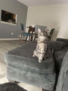 Silver - Photo 5